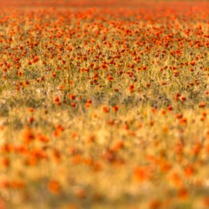 Ein weites Mohnfeld in der Totalen, eingetaucht in warmes, goldenes Sonnenlicht mit unzähligen roten Farbtupfern.