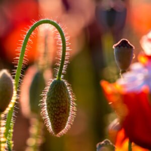 Wandbild Mohnflaum: Eine Makroaufnahme einer ungeöffneten Mohnkapsel, deren feine Härchen im goldenen Gegenlicht der Sonne hell aufleuchten.