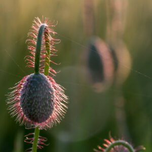 Das Wandbild Mohnfrucht zeigt eine detaillierte Makroaufnahme einer Mohnkapsel mit rötlich schimmernden Härchen und feinen Spinnweben im sanften Licht.