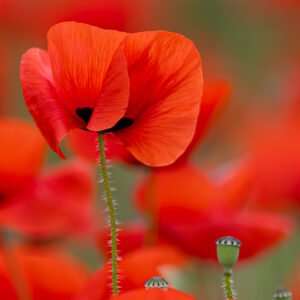 Das Wandbild Mohnrot zeigt eine detaillierte Nahaufnahme einer intensiv roten Mohnblüte mit sichtbaren Staubgefäßen vor einem weich gezeichneten Hintergrund aus weiteren Mohnblumen.