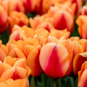 Das Wandbild Orange Tulpen zeigt eine dichte Nahaufnahme blühender Tulpen in leuchtenden Orange- und Rottönen mit feinen Wassertropfen auf den Blütenblättern.