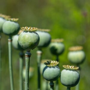 Das Wandbild Reifer Mohn zeigt eine scharf fokussierte, grüne Mohnkapsel im Detail vor einem weichgezeichneten, grünen Naturhintergrund.