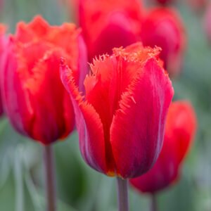 Das Wandbild Rote Tulpen zeigt eine Gruppe intensiv roter Fransen-Tulpen mit Fokus auf die zentrale Blüte vor einem weichgezeichneten Hintergrund.