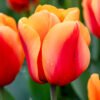 Das Wandbild Rotorange Tulpe zeigt eine prachtvolle Tulpenblüte mit leuchtendem Farbverlauf von Rot zu Orange und zarten Wassertropfen auf den Blütenblättern.