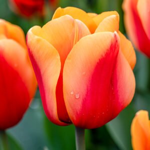 Das Wandbild Rotorange Tulpe zeigt eine prachtvolle Tulpenblüte mit leuchtendem Farbverlauf von Rot zu Orange und zarten Wassertropfen auf den Blütenblättern.