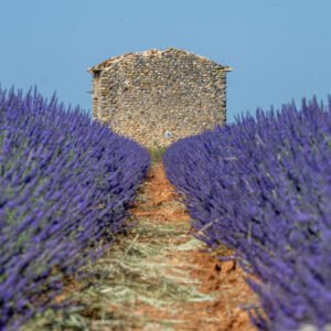 Das Panorama-Wandbild Ruine im Feld zeigt eine historische Steinhütte am Ende einer zentralen Fluchtlinie aus tiefvioletten Lavendelreihen.