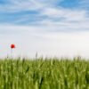 Das Wandbild Single Poppie zeigt eine solitäre rote Mohnblüte in einem weiten grünen Getreidefeld unter einem hellen, leicht bewölkten Sommerhimmel im 2:1 Panorama-Format.