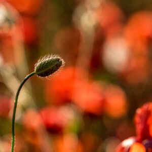 Das Wandbild Solitäre Mohnfrucht zeigt eine einzelne, behaarte Mohnknospe im Profil vor einem leuchtend roten, weichgezeichneten Mohnfeld im warmen Sonnenlicht.