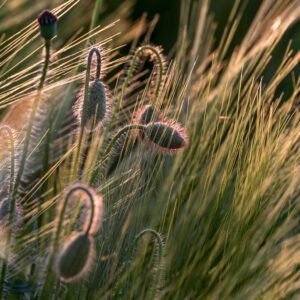 Das Wandbild Später Mohn zeigt mehrere behaarte Mohnknospen in einem Getreidefeld, die durch warmes Gegenlicht der Abendsonne golden umrahmt werden.