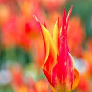 Das Wandbild Tulpe zeigt eine rot-gelb geflammte Tulpe in extremer Nahaufnahme vor einem weich gezeichneten, farbenfrohen Hintergrund.