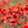 Das Wandbild Viel Mohn zeigt ein weites Feld voller leuchtend roter Mohnblüten im sanften Sommerlicht mit einem harmonischen Bokeh.