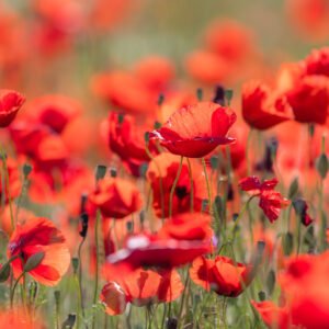 Das Wandbild Viel Mohn zeigt ein weites Feld voller leuchtend roter Mohnblüten im sanften Sommerlicht mit einem harmonischen Bokeh.