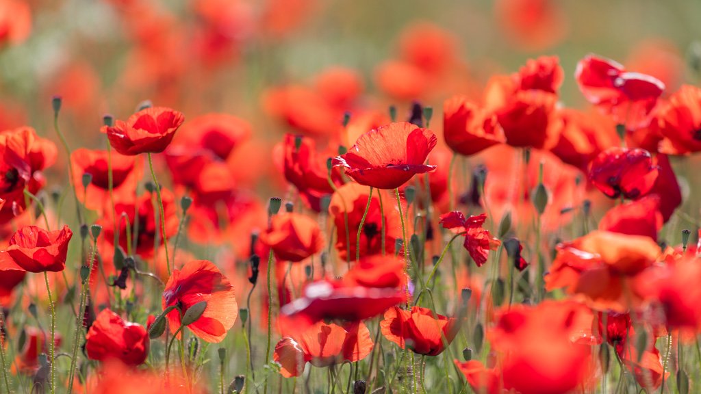 Das Wandbild Viel Mohn zeigt ein weites Feld voller leuchtend roter Mohnblüten im sanften Sommerlicht mit einem harmonischen Bokeh.