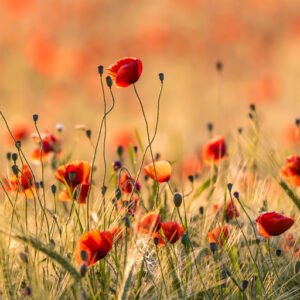 Das Panorama-Wandbild Zarter Mohn zeigt eine weite Sommerwiese mit leuchtenden Mohnblüten im warmen Gegenlicht der Abendsonne.