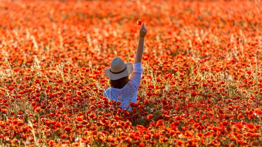 Rückansicht einer Frau mit Hut, die in einem weiten Feld voller roter Mohnblumen eine einzelne Blume hochhält.