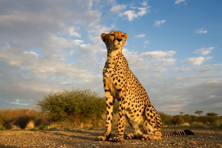 Ein majestätischer Gepard sitzt aufmerksam in der Steppenlandschaft Tansanias vor einem leicht bewölkten Himmel im warmen Abendlicht.