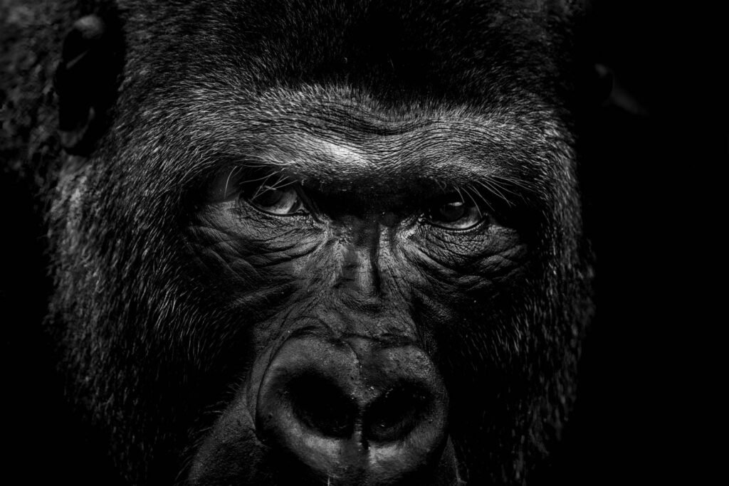 Intensives Schwarz-weiß Porträt eines Gorillas mit tiefem, nachdenklichem Blick im Spiel von Licht und Schatten.