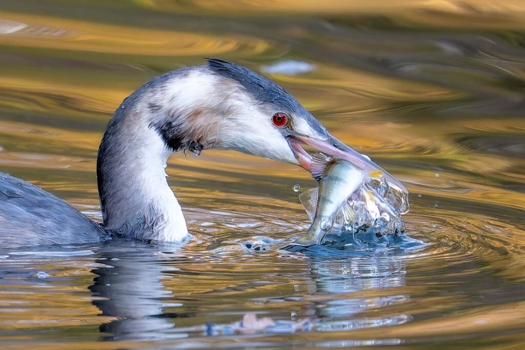 Ein Haubentaucher taucht aus dem Wasser auf und hält einen frisch gefangenen Fisch in seinem Schnabel.