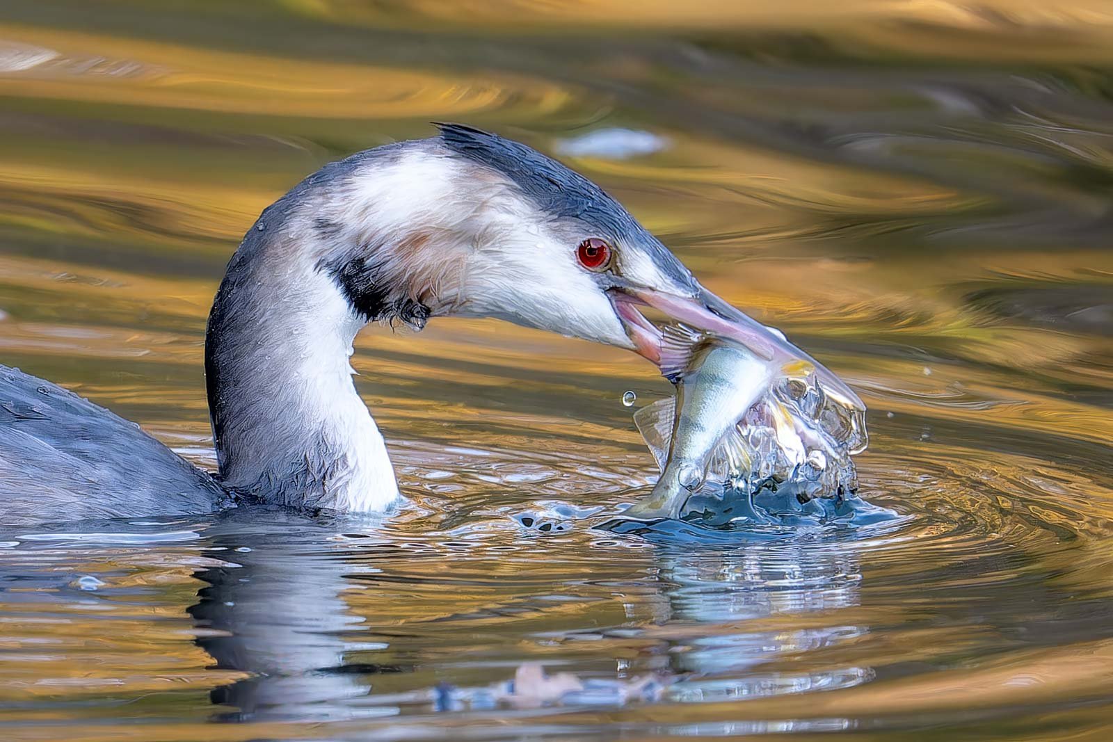 Ein Haubentaucher taucht aus dem Wasser auf und hält einen frisch gefangenen Fisch in seinem Schnabel.