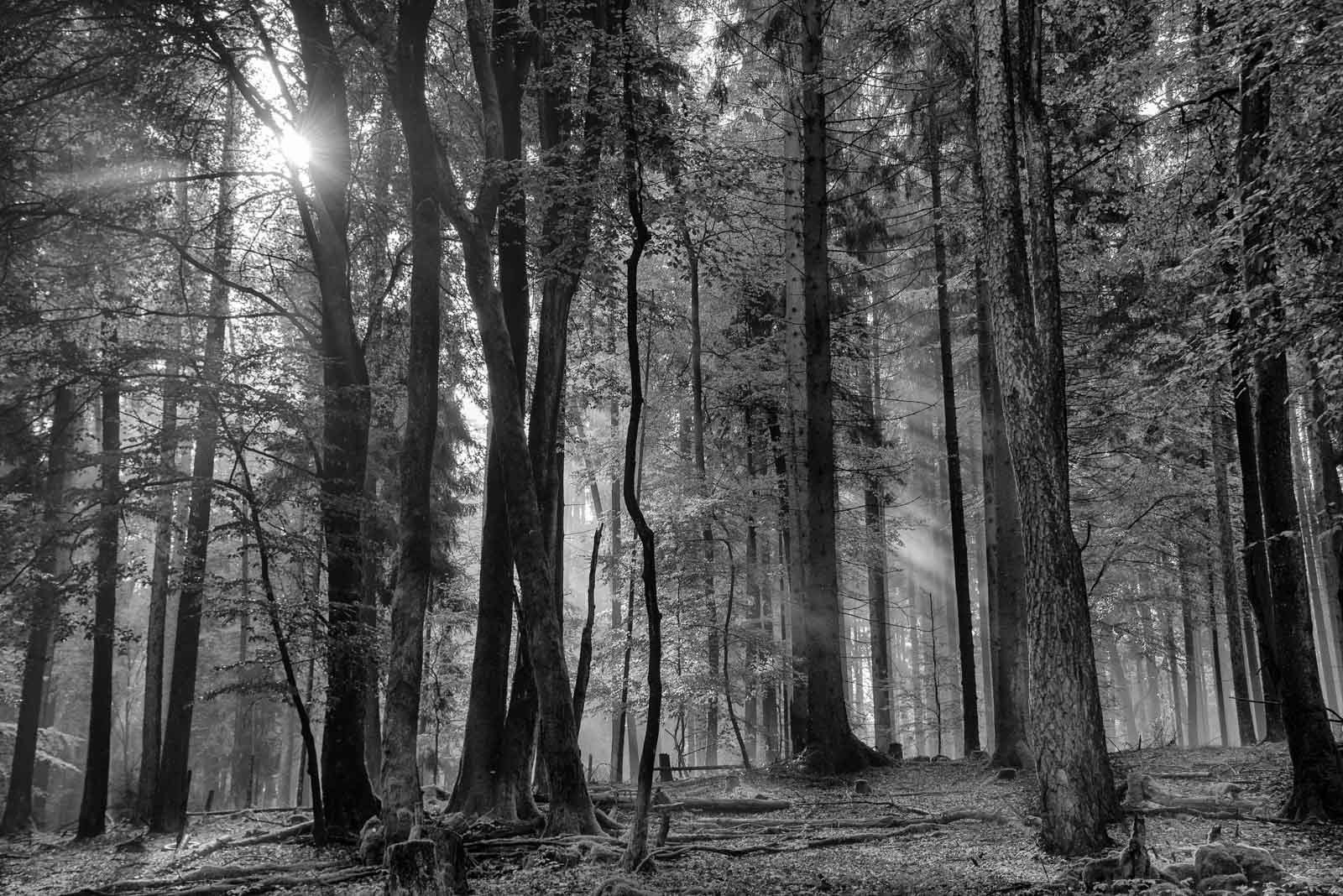 Schwarz-weiß Fotografie eines Waldes mit markanten Lichtstrahlen zwischen den Bäumen.