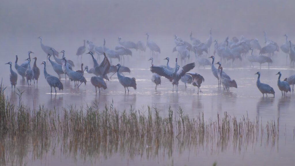 Eine große Gruppe von Kranichen steht im flachen Wasser eines Sees im dichten Morgennebel.