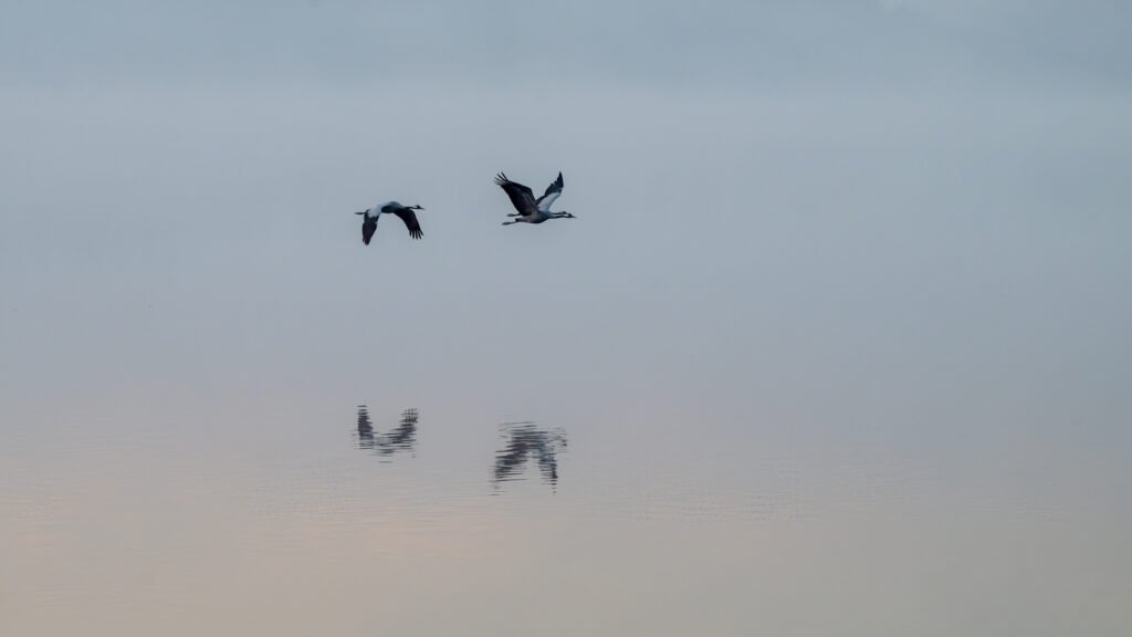 Zwei Kraniche spiegeln sich im Wasser – minimalistisches Praxisbild für eine harmonische Raumgestaltung.