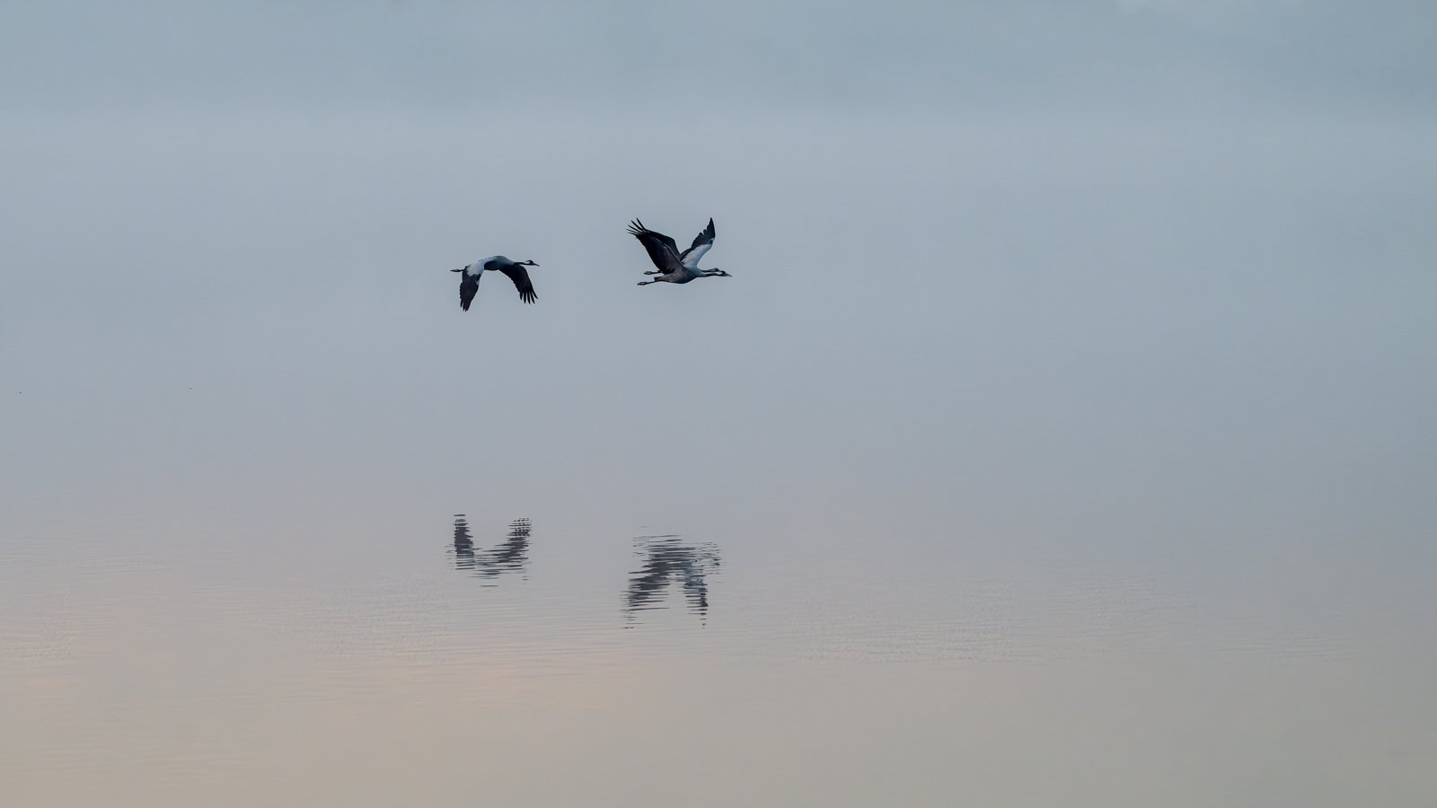 Zwei Kraniche spiegeln sich im Wasser – minimalistisches Praxisbild für eine harmonische Raumgestaltung.