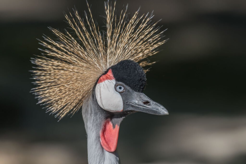 Detailreiches Porträt eines Königskranichs mit Fokus auf die goldene Federkrone.