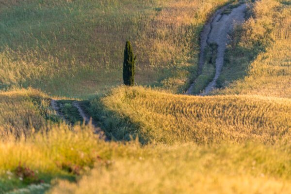 Toskana Landschaftsfotografie: Einzelne Zypresse in goldenem Feld, mit 500mm Teleobjektiv die Tiefe komprimiert.
