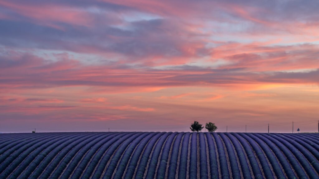 Minimalistische Landschaft mit zwei Bäumen am Horizont über einem lila Lavendelfeld bei Sonnenuntergang.