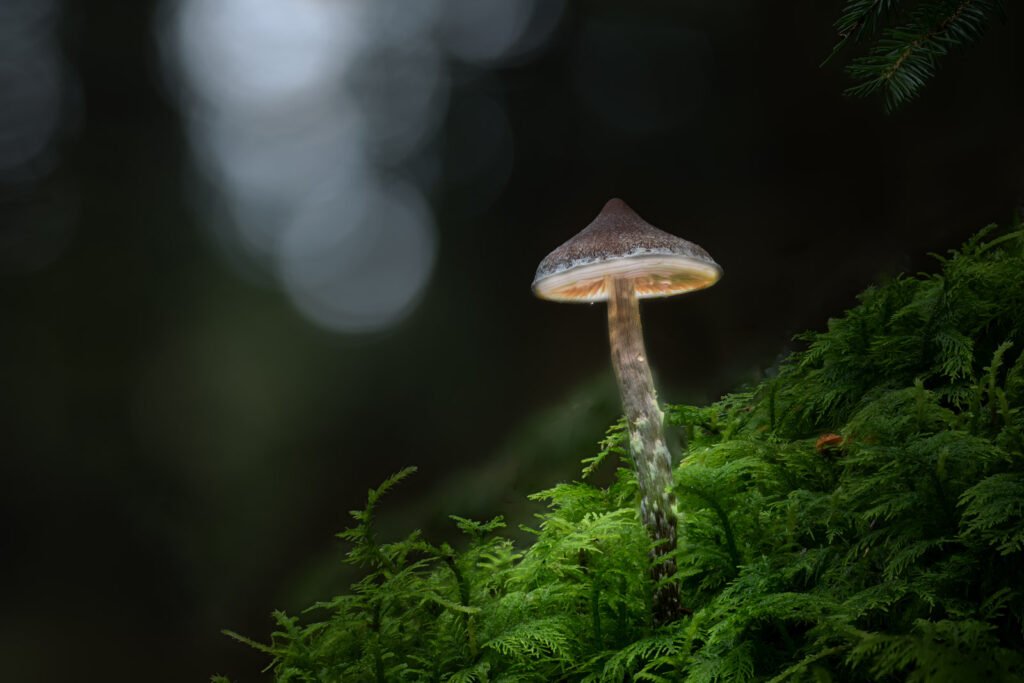 Ein kleiner, von unten beleuchteter Pilz inmitten von grünem Moos in einem dunklen Wald.