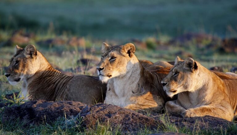 Drei Löwinnen liegen gemeinsam im Gras auf einem felsigen Untergrund in der Abendsonne Tansanias und blicken aufmerksam in die Ferne.