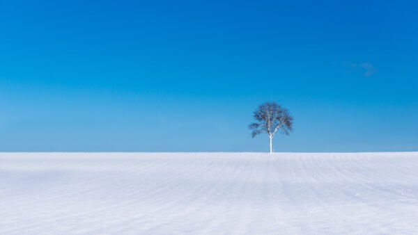 Minimalistisches Wandbild Winterbaum von Roland Seichter – ideal für moderne Büroräume.