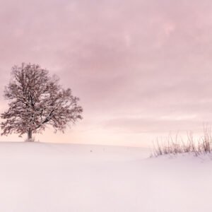 Minimalistische Landschaftsfotografie eines verschneiten, einsamen Baumes vor einem pastellfarbenen Winterhimmel.