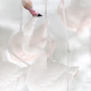 Minimalistische Fotografie Mirror mit der feinen Spiegelung eines Flamingos im hellen Wasser
