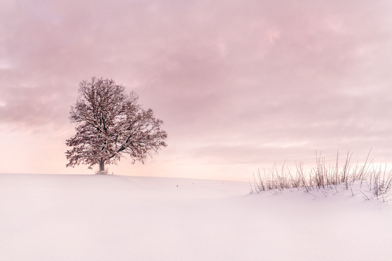 Minimalistische Fotografie Winter Tree – Ein monochromer Baum im Schnee als beruhigendes Wandbild für Praxen.