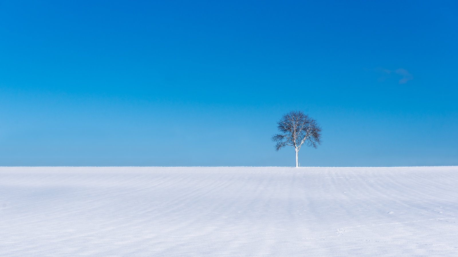 Minimalistische Fotografie eines Baumes im Winter als Wandbild für Praxisräume, fotografiert von Roland Seichter.