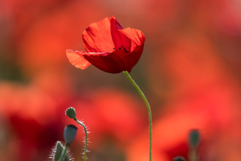 Detailaufnahme einer leuchtend roten Mohnblume vor einem sanft verschwommenen roten Hintergrund.