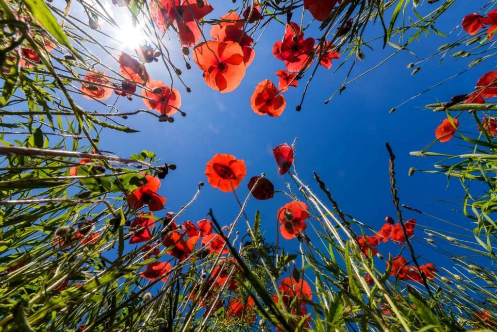 Blick von unten durch rote Mohnblumen gegen einen strahlend blauen Himmel mit Sonnenschein.
