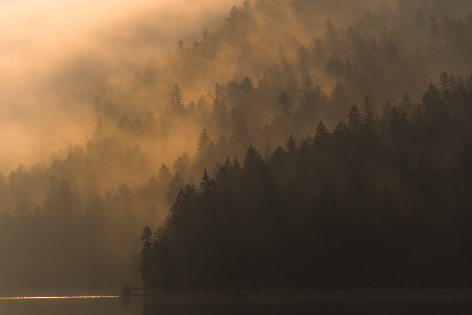 Nebel über dem Wald erzeugt eine minimalistische Stimmung – beruhigendes Natur-Wandbild für Therapieräume.