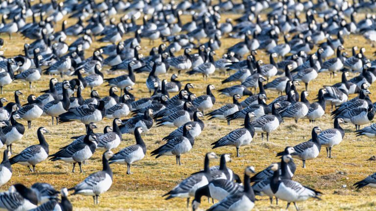 Eindrucksvolle Tierfotografie einer großen Gruppe von Wildgänsen auf einer Wiese zur Veranschaulichung von Schärfe und Detailtiefe.