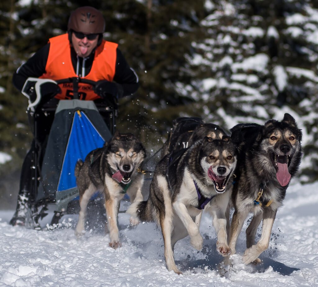 Actiongeladene Fotografie eines Schlittenhunderennens.