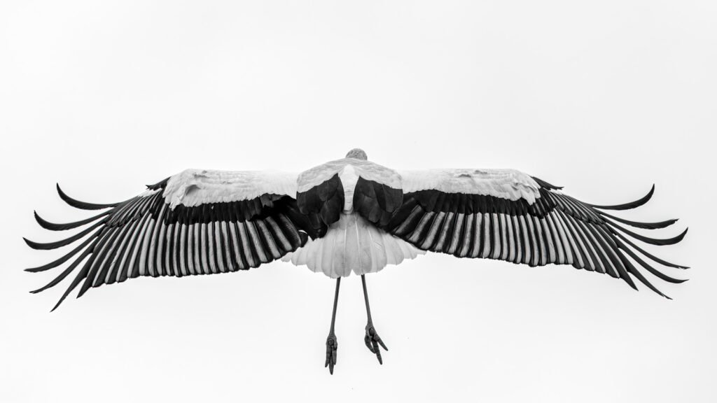 Minimalistische Schwarz-Weiß-Aufnahme eines Storchs im Abflug von hinten mit weit gespreizten Flügeln.