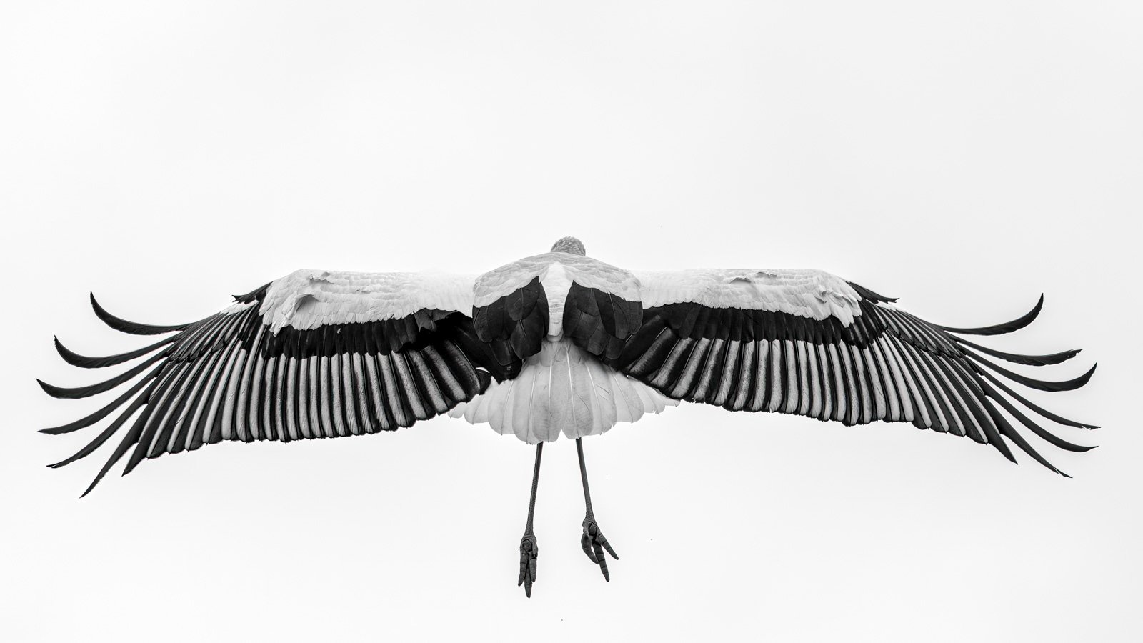 Minimalistische Schwarz-Weiß-Aufnahme eines Storchs im Abflug von hinten mit weit gespreizten Flügeln.