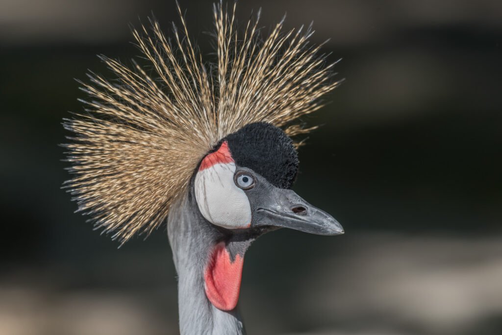 Portrait-Kopf eines Königskranichs.