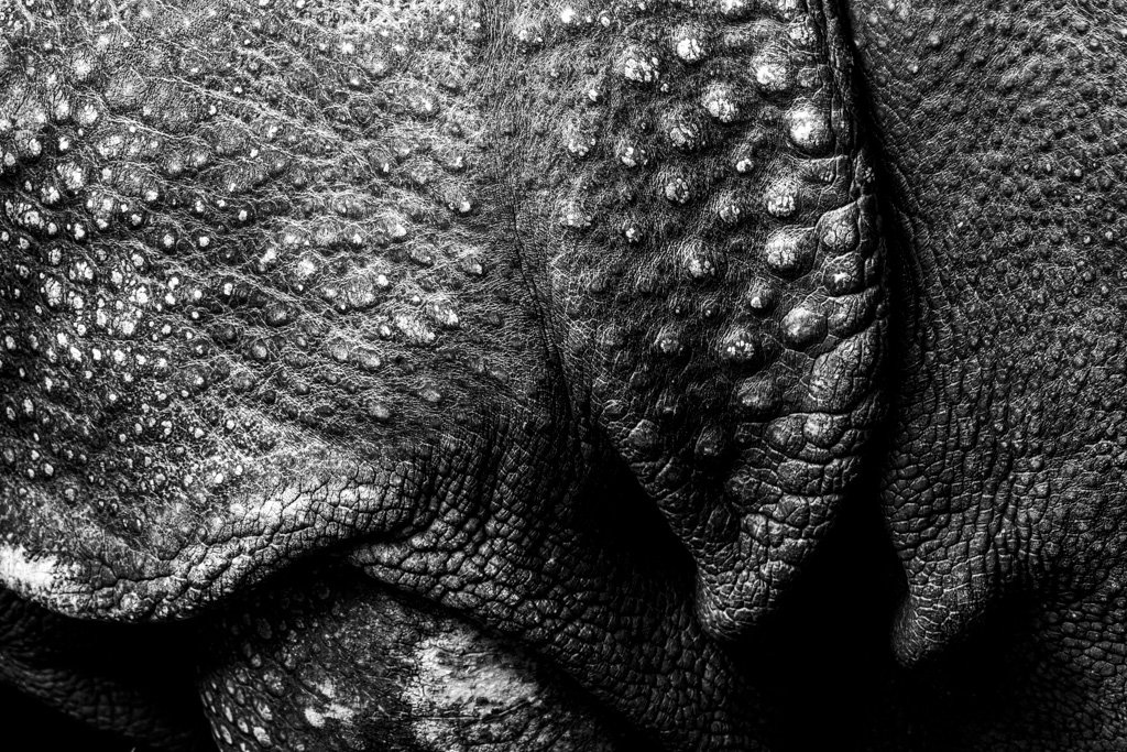 Detailreiche Schwarz-Weiß-Aufnahme der Hautstruktur eines Panzernashorns, abstrakte Darstellung von Hautfalten und Texturen.