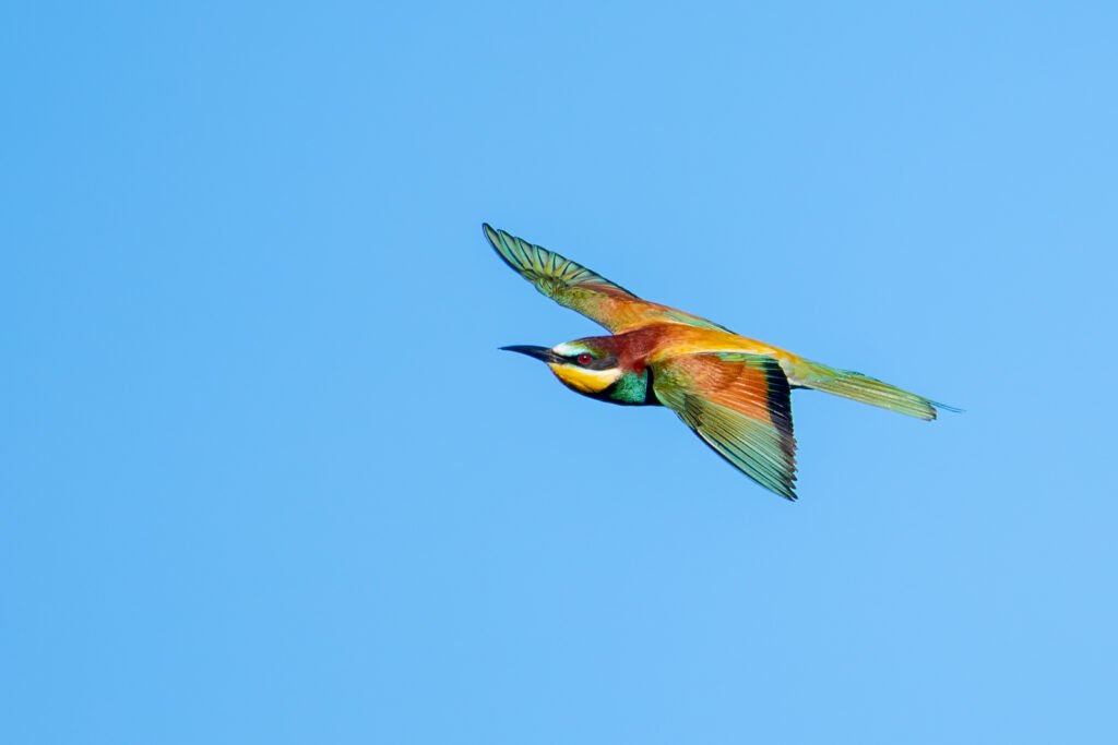 Ein farbenfroher Bienenfresser im rasanten Flug vor strahlend blauem Himmel, ein präziser Action-Moment der Tierfotografie.