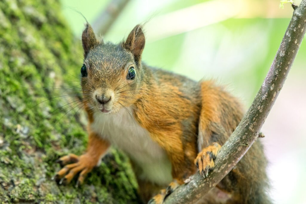 Ein Eichhörnchen klettert an einem bemoosten Baumstamm und blickt mit wachen Augen direkt in die Kamera, weicher grüner Hintergrund.