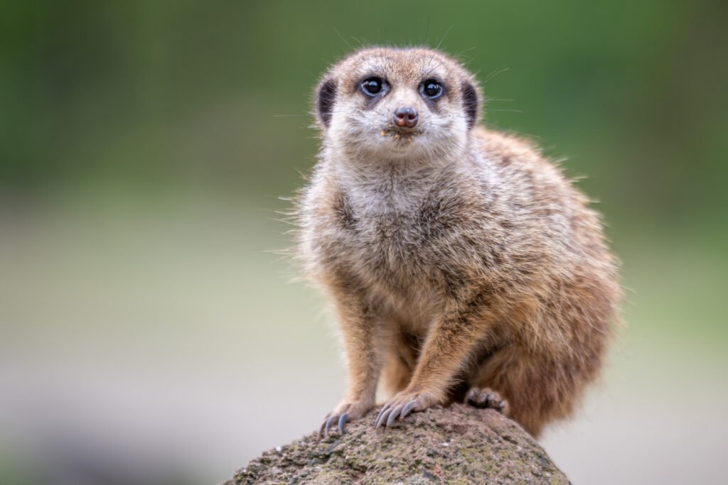 Ein Erdmännchen sitzt aufrecht auf einem Stein und blickt aufmerksam direkt in die Kamera, weicher Hintergrund, Tier-Porträt.