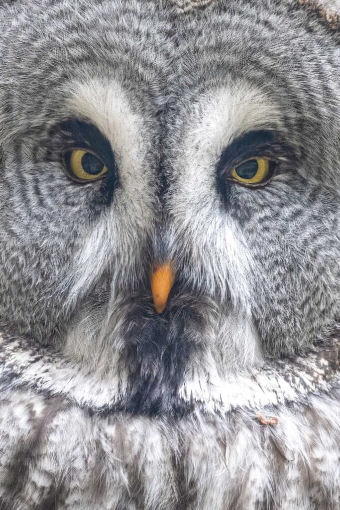 Extreme Nahaufnahme eines Bartkauzes, Fokus auf die gelben Augen und das markante Gesichtsschleier-Muster, Tierporträt.